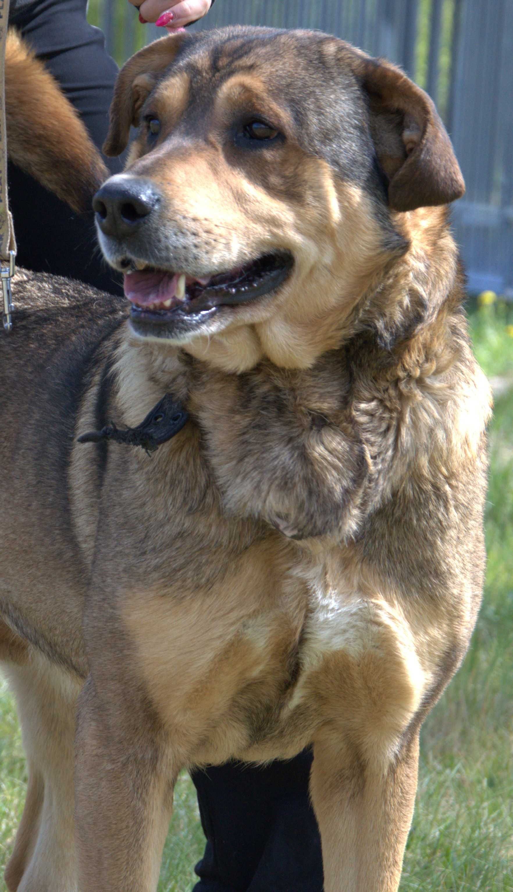 Paco - pies do adopcji!