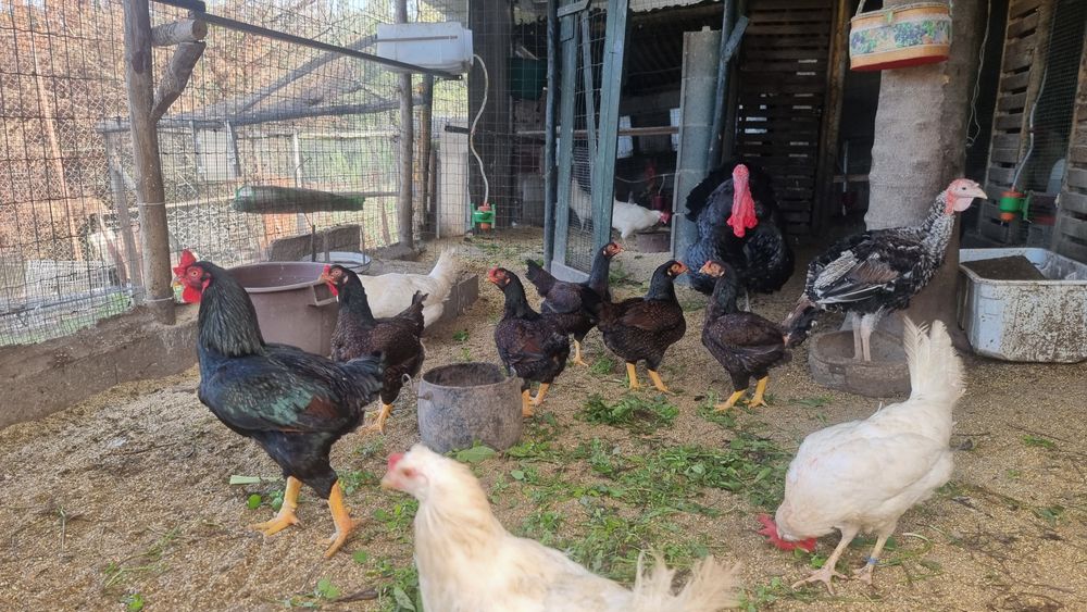 Vende se aves da raça cornish standard pardo faisão