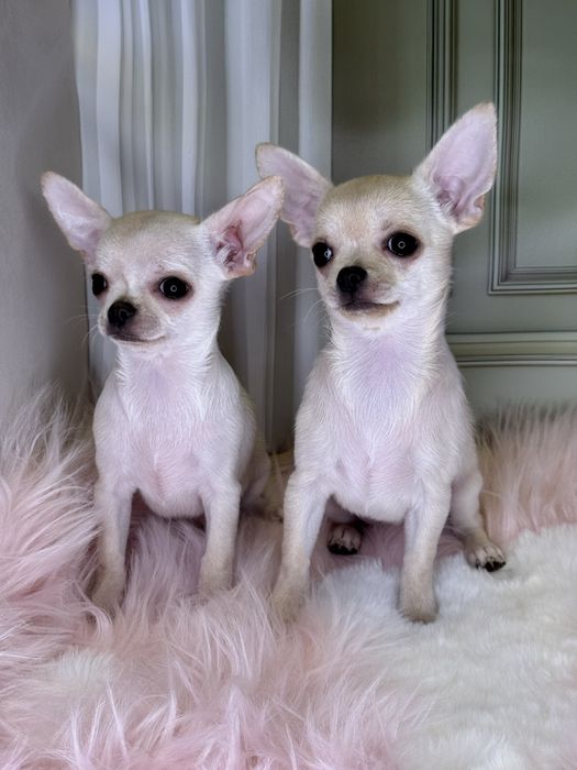 Гарні малята чихуахуа