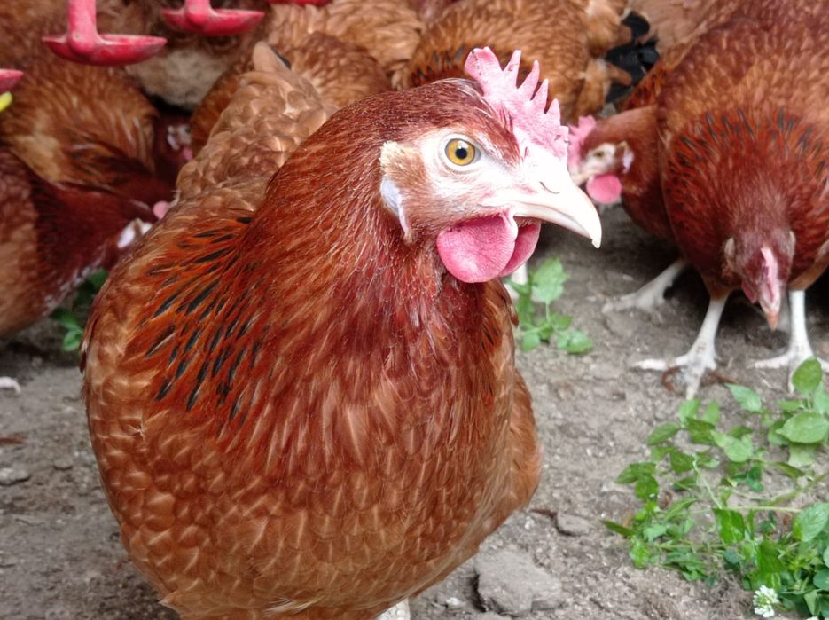 Rossa młode kurki  Rosa kokoszki leghorn  zielononóżki