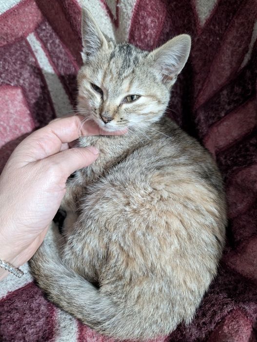 Кошенята в Крюківщині. Можемо підвезти куди буде зручно.