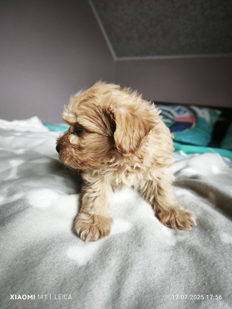 Piesek  Maltipoo