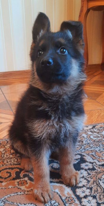 Німецька вівчарка