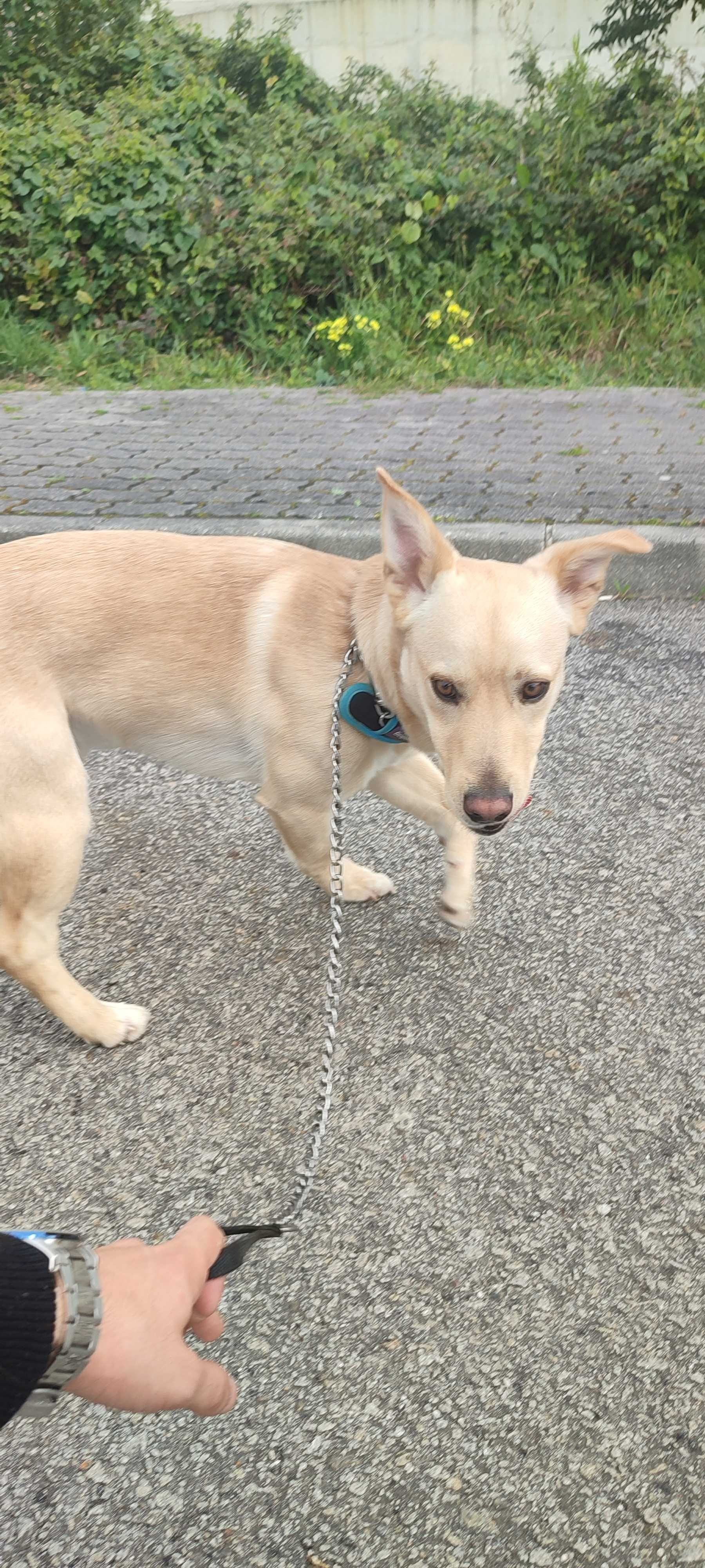 Cão raçado de labrador