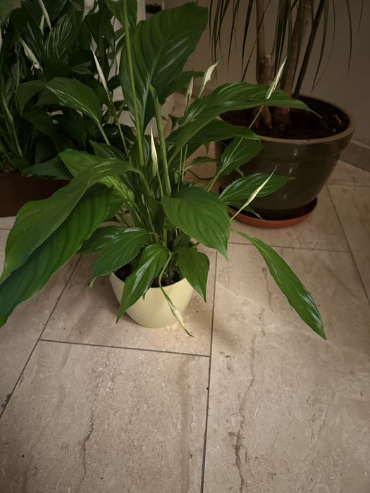 Kwiaty skrzydłokwiat