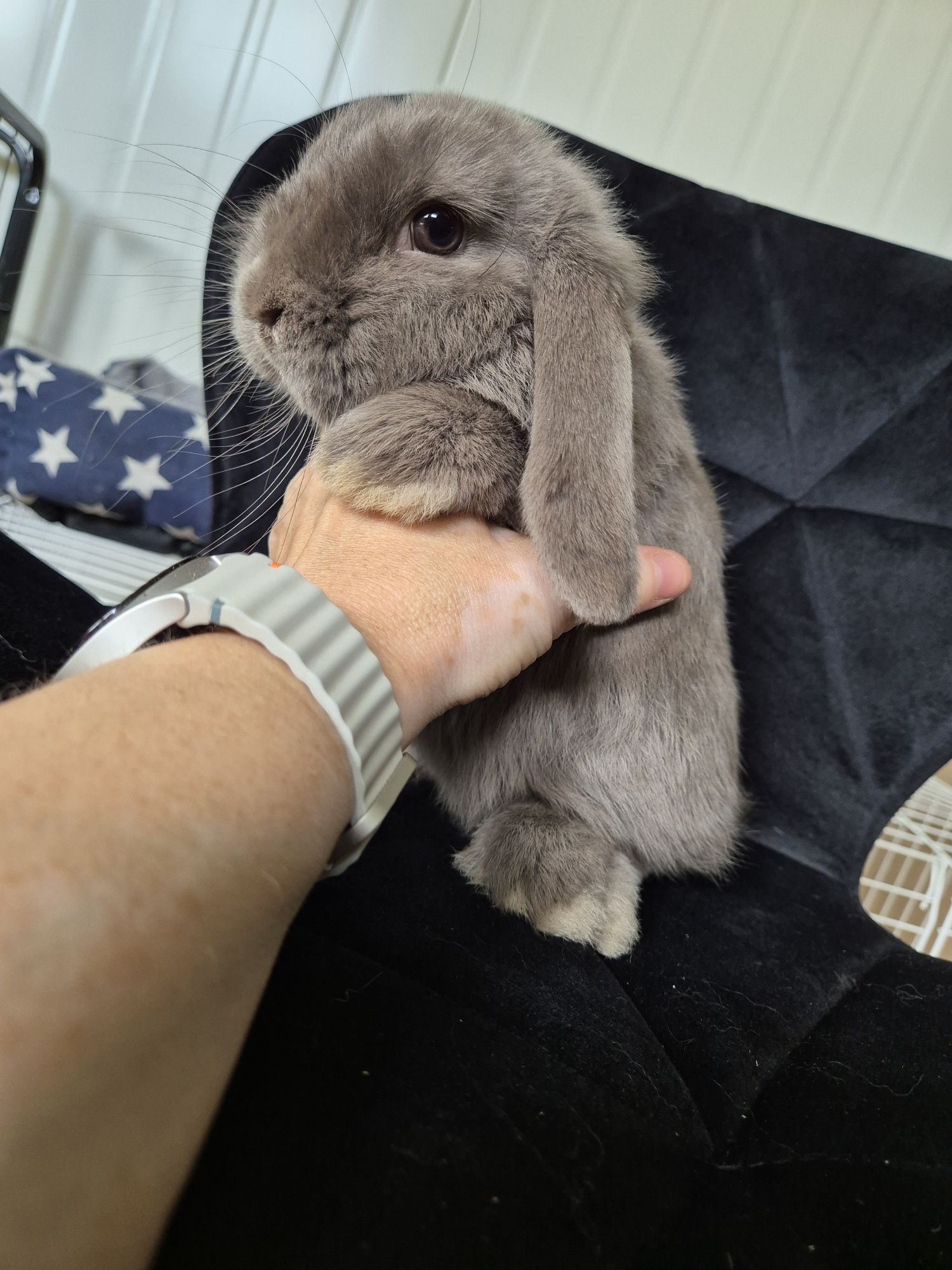 Króliczki Mini Lop Rasowe