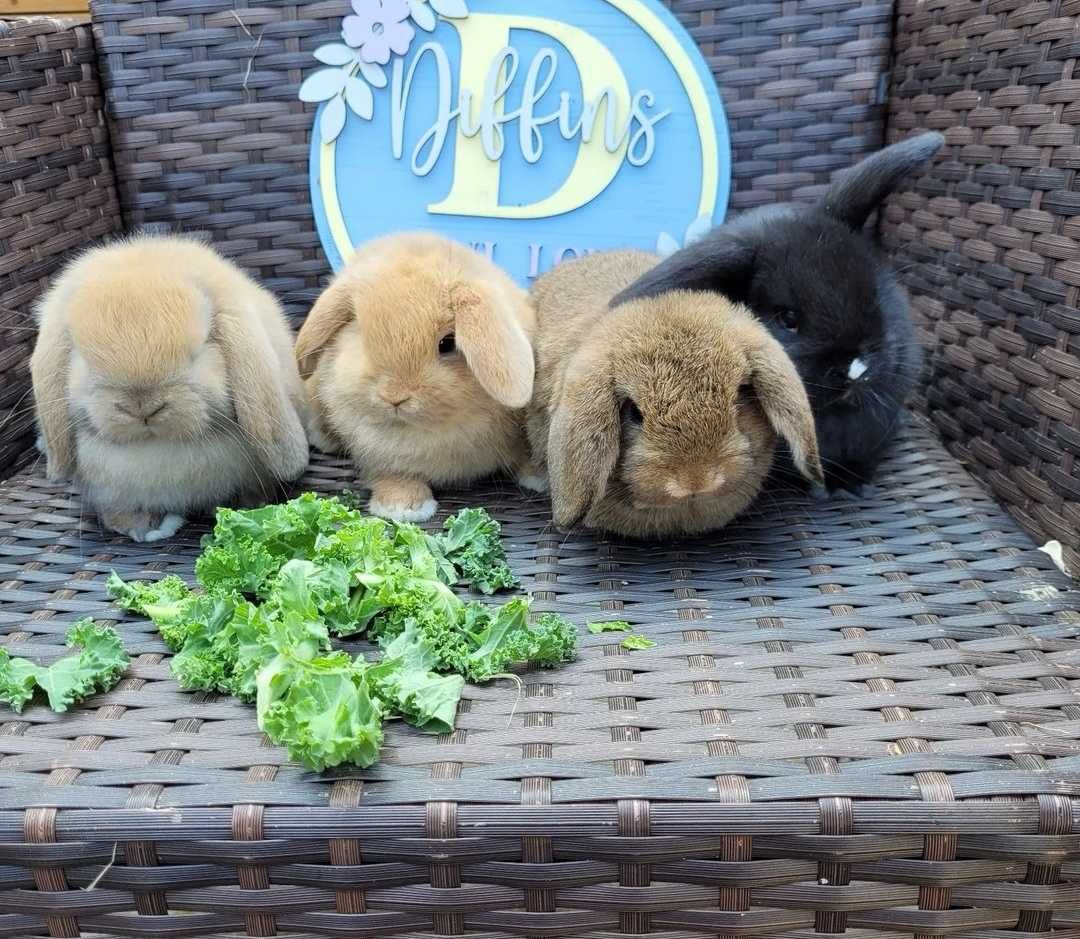 KIT Coelhos anões orelhudos, mini lop super inteligentes e dóceis