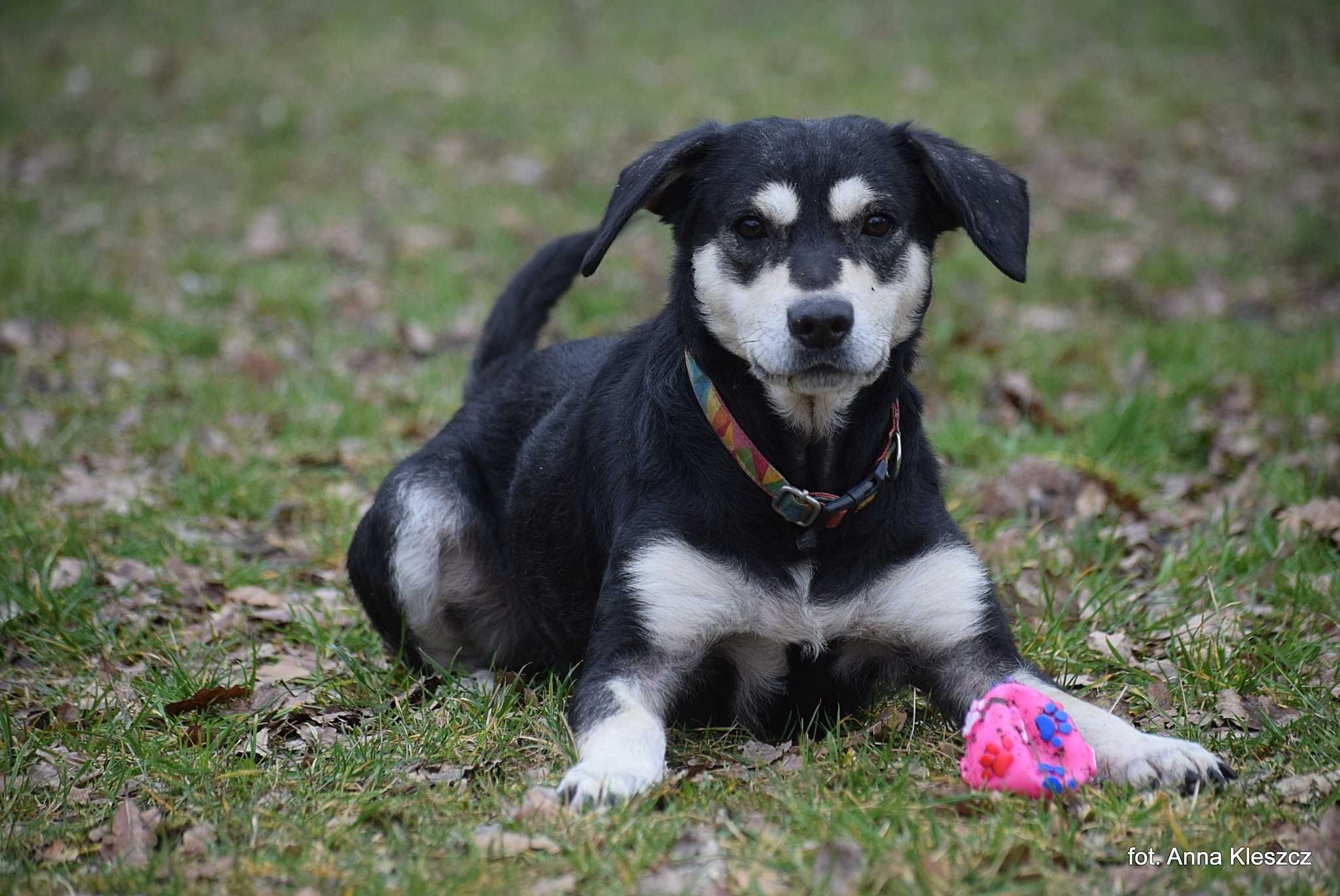 Brutus - młody mix w typie husky