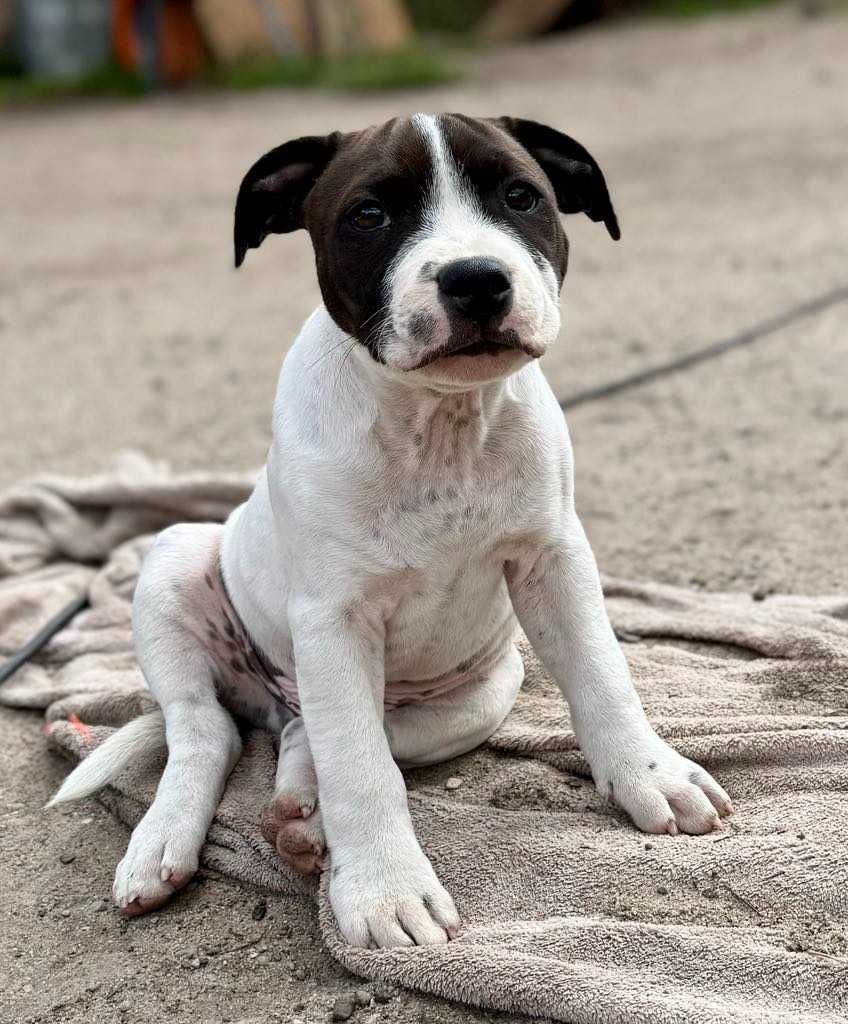 Staffordshire Bull Terrier FCI