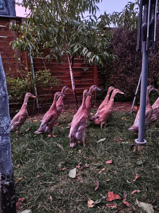 Kaczki Biegusy Indyjskie