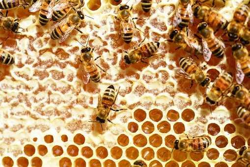 Продам пчелосемьи. Бджолосімї. Пчелопакеты. Бджолопакети.