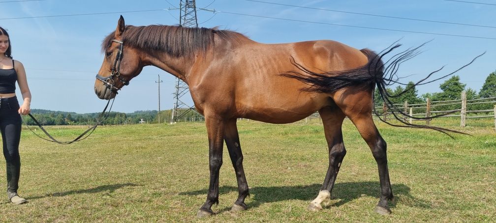 Klacz holsztyńska hodowlana ujezdzona 8lat