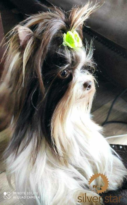 Yorkshire terrier-York Chocoberry