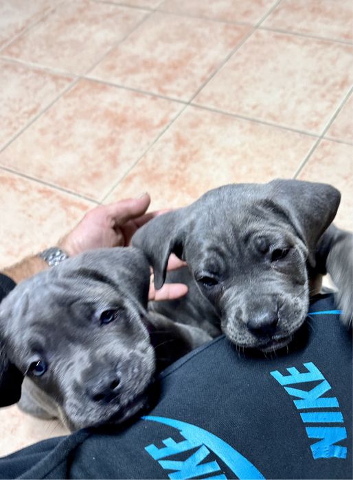 Cane Corso Italiano 800 euros
