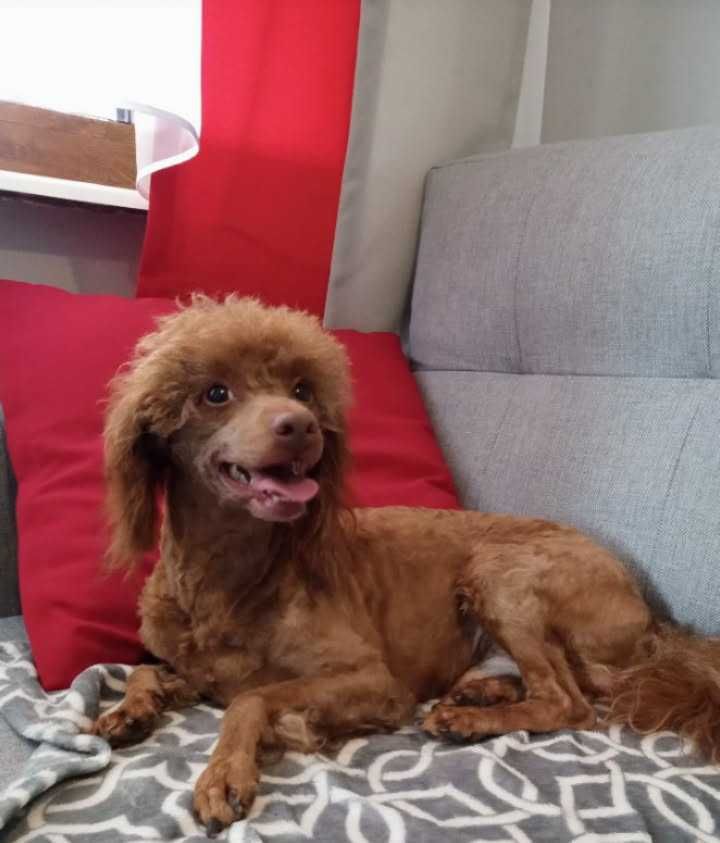 Pudel red dorosly
