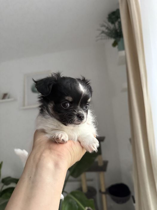 Samiec chihuahua fci