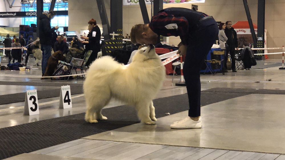 Reproduktor Samoyed ZKWP/FCI - Import Czechy Multi Champion