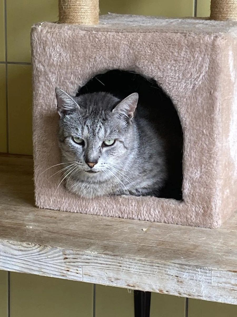 Kocurek Whiskas do świadomej adopcji!