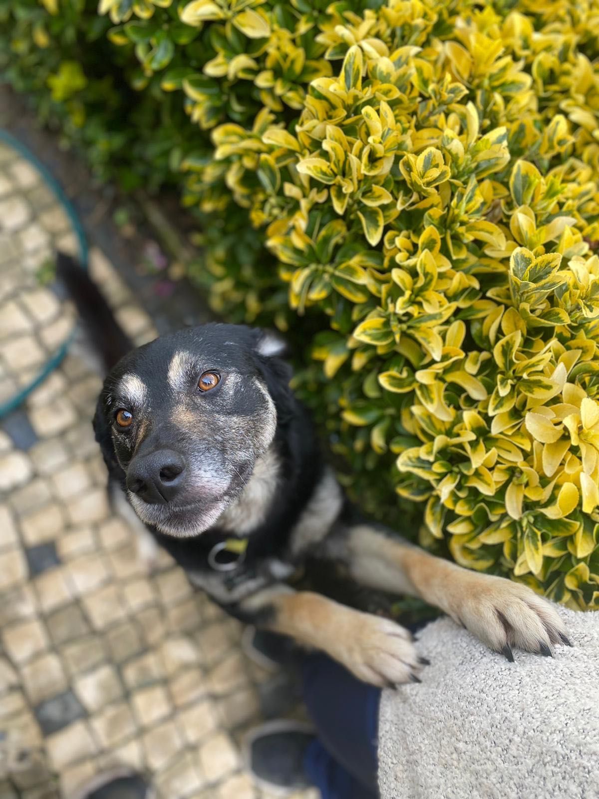 Cão Jovem para adoção