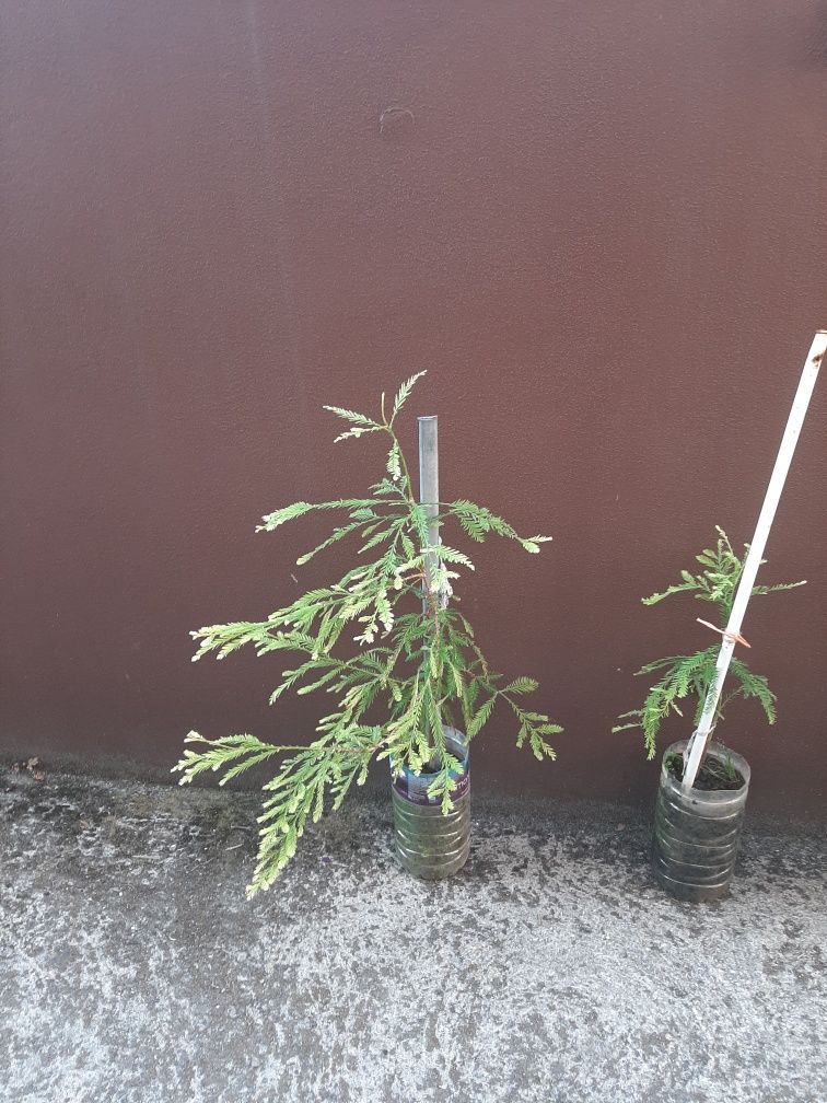 Sequoias (Sequoia sempervirens) 70cm a 1m – 25€ cada