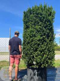 Taxus Baccata / Cis / Wys. 180cm / Obw. 120cm / 160l / cylinder