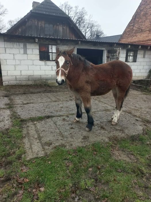 Sprzedam źrebicę zimnokrwistą