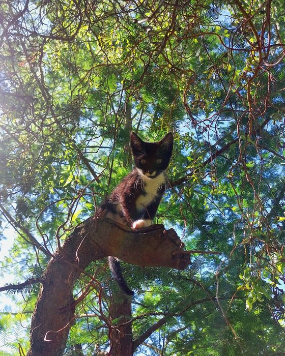 Oddam młodą kocicę