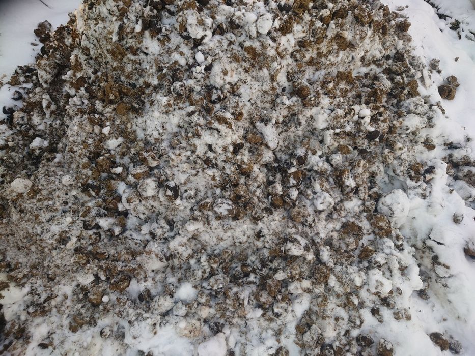 Obornik koński z wybiegu