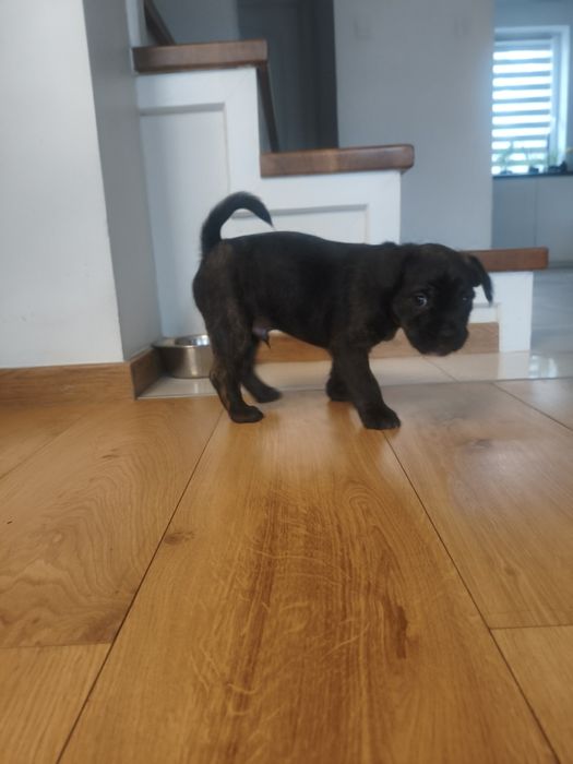 Szczeniak mieszaniec ( buldog francuski z yorkiem ) ZAREZERWOWANE )