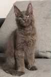 Maine coon kocurek Marvel