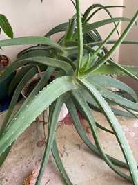 Листя Алое, рослині 6 років, 1 кг, на вагу