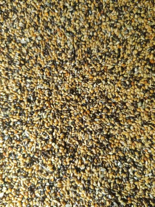 Продам зерно чумізи ,могару