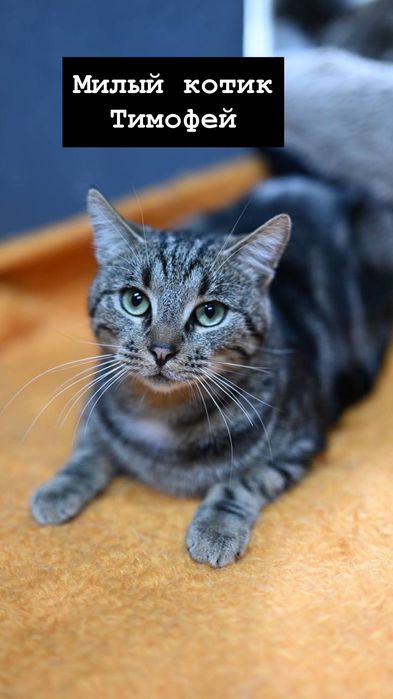 Котик Тимофей из приюта бесплатно