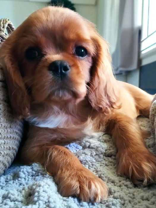 Szczeniak- Cavalier King charles spaniel