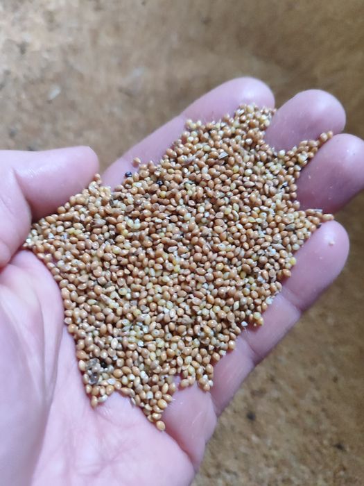 Proso żółte zbiór 2025