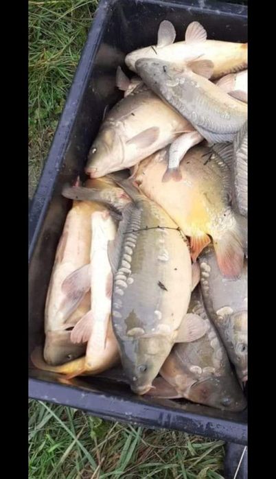 Karp hodowlany hurt/detal