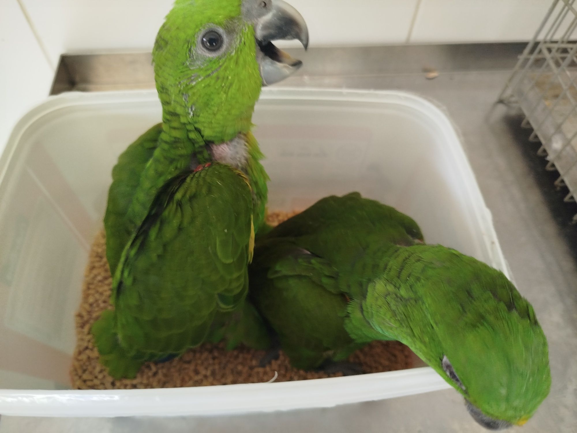 Amazonas auropalliata