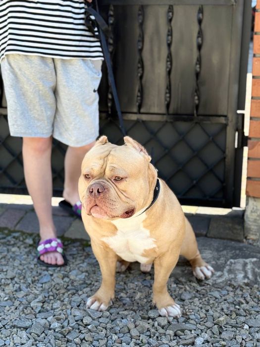 Пропонується длч вязки елітний кобель