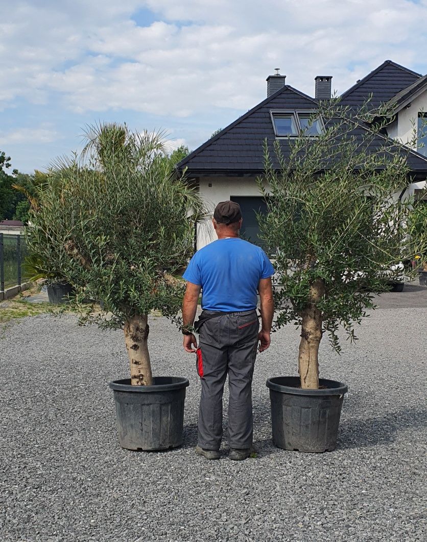 Olea Europaea Drzewo oliwne Bonsai Egzotyka
