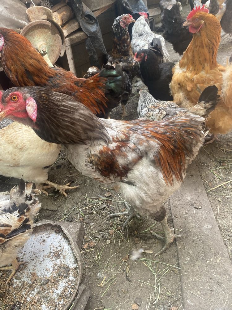 Продам рождественских петухов!