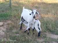 Cabras serpentinas puras