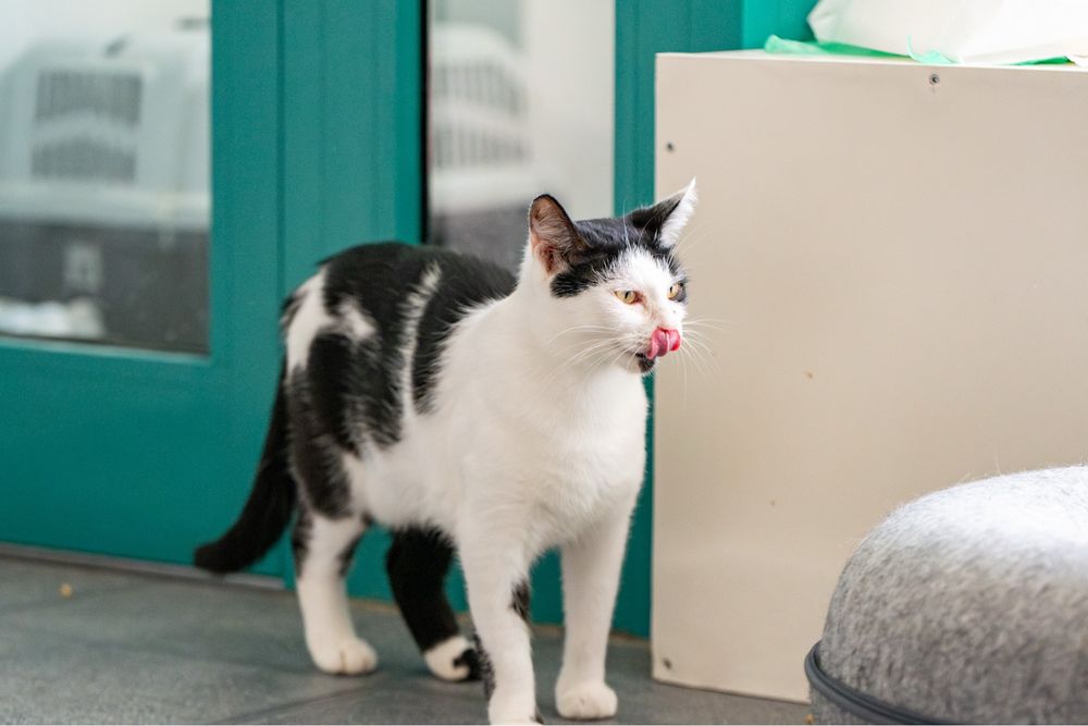 Tyfona - kotka czekająca na adopcję