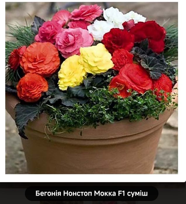 Бегонія бульбова Нонстоп Мокка суміш
