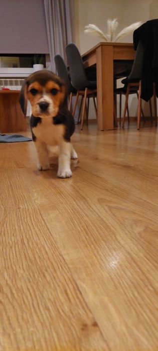 BEAGLE maluszek-