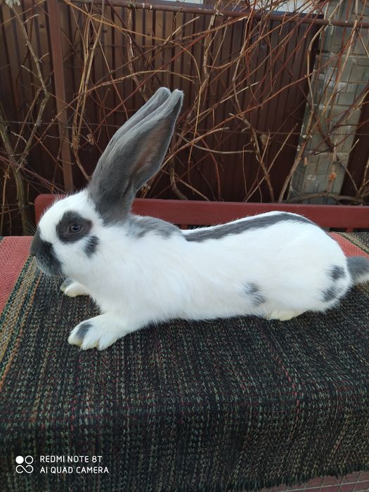 Кролики породи НСВ