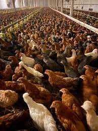 Kury nioski ! Rossa Messa Leghorn Tetra Lohman i inne rasy kurek !