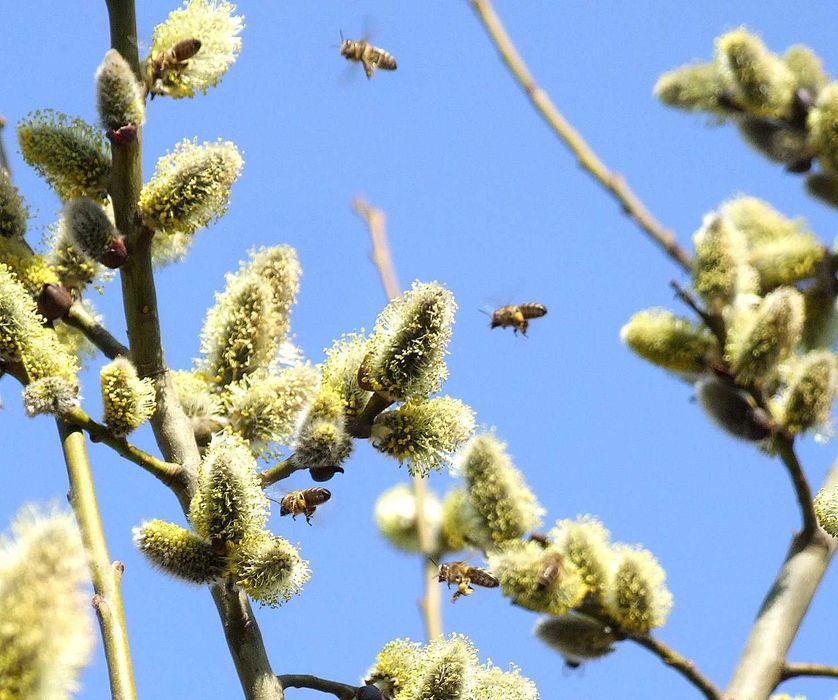 Wierzba iwa pszczelarska , wczesne kwitnienie, duże ukorzenione