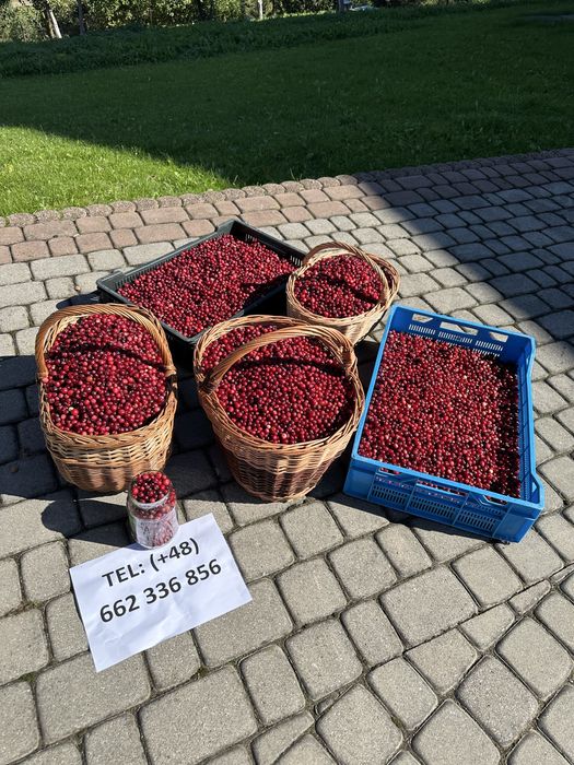 Żurawina leśna bagienna wysyłka