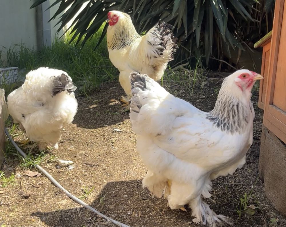 Ovos de Sedosas e Brahmas disponiveis