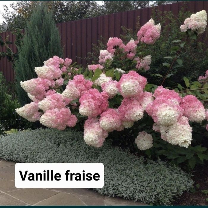 Гортензія морозостійка